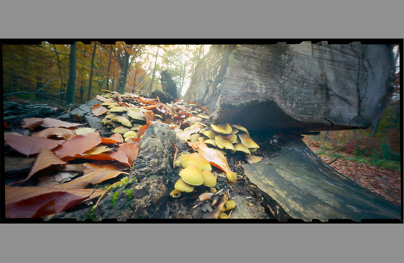 pinhole foto rostiger träger