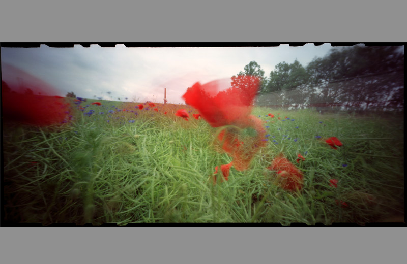 pinhole foto pilze