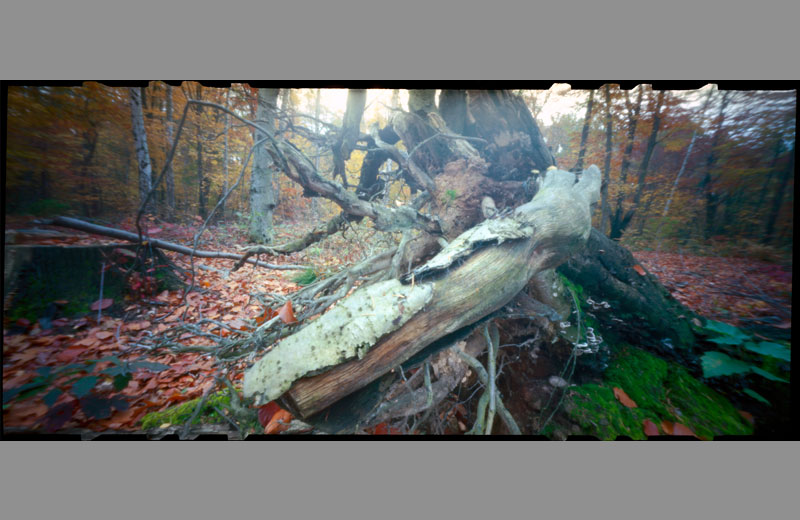 pinhole foto  schutz baum tree protection